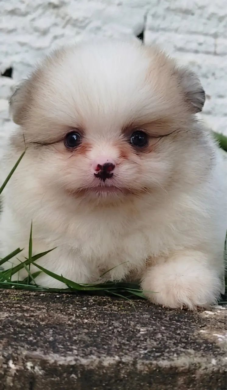 spitz alemão macho