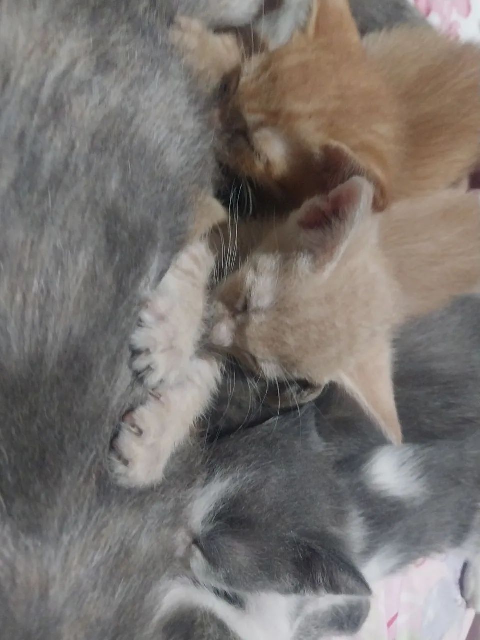 Adoção responsável ? - Foto 5