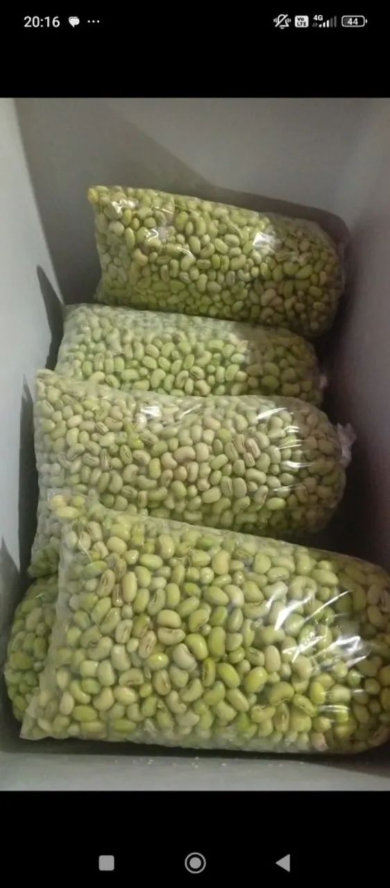 Feijão verde - Foto 2