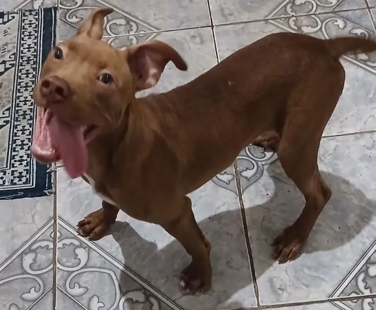 VENDO FILHOTE DE PITBULL ?