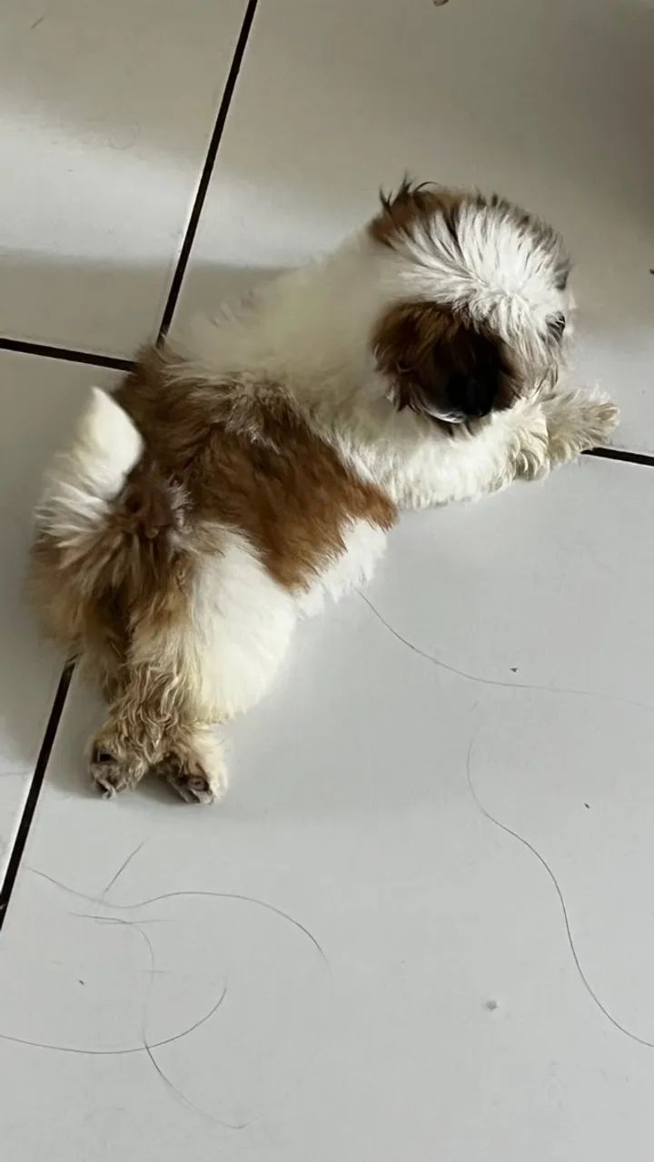 Bbs de 4 patas - Foto 4