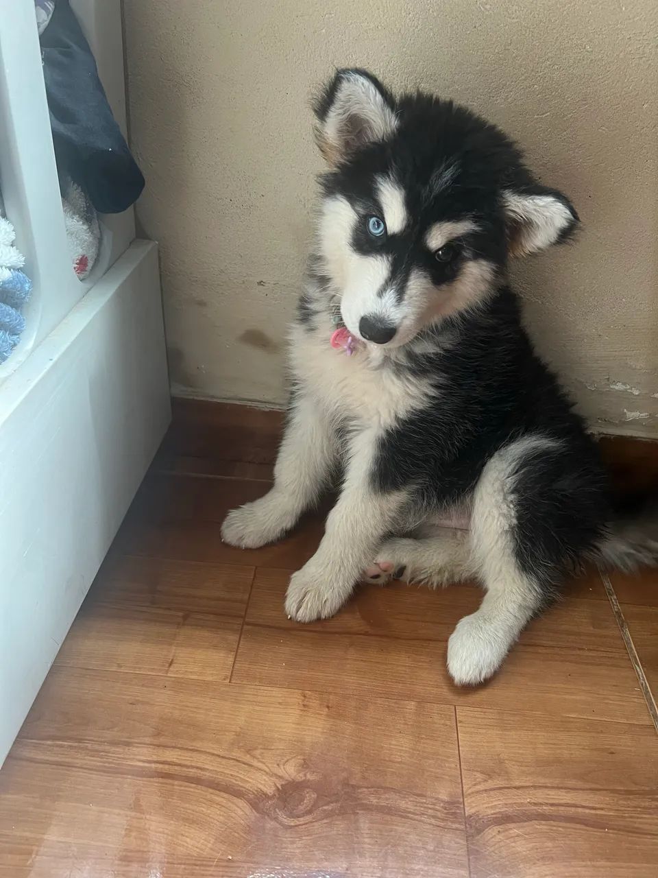 Vendo Hulk Siberiano  - Foto 2