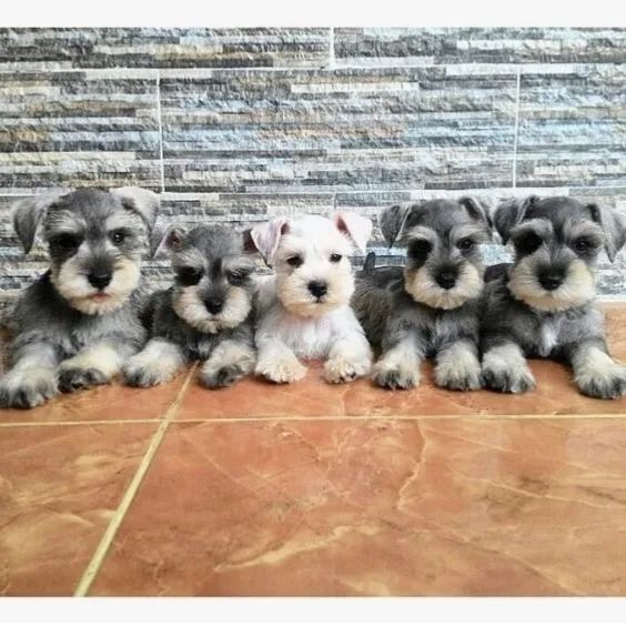 Schnauzer Filhotes