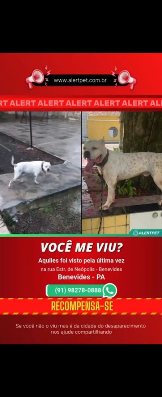 Pit bull desaparecido 