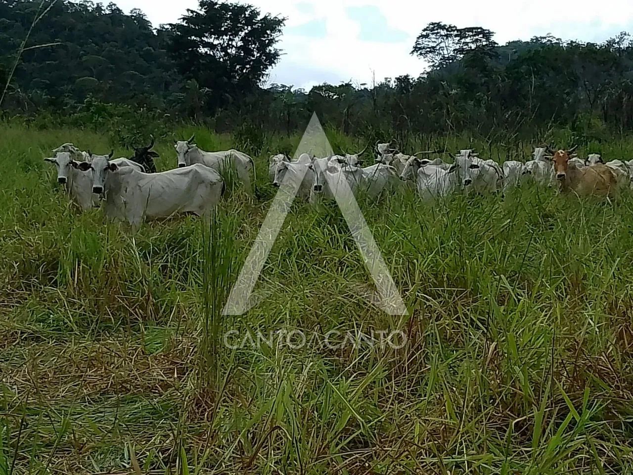 Imóvel Rural - Foto 4