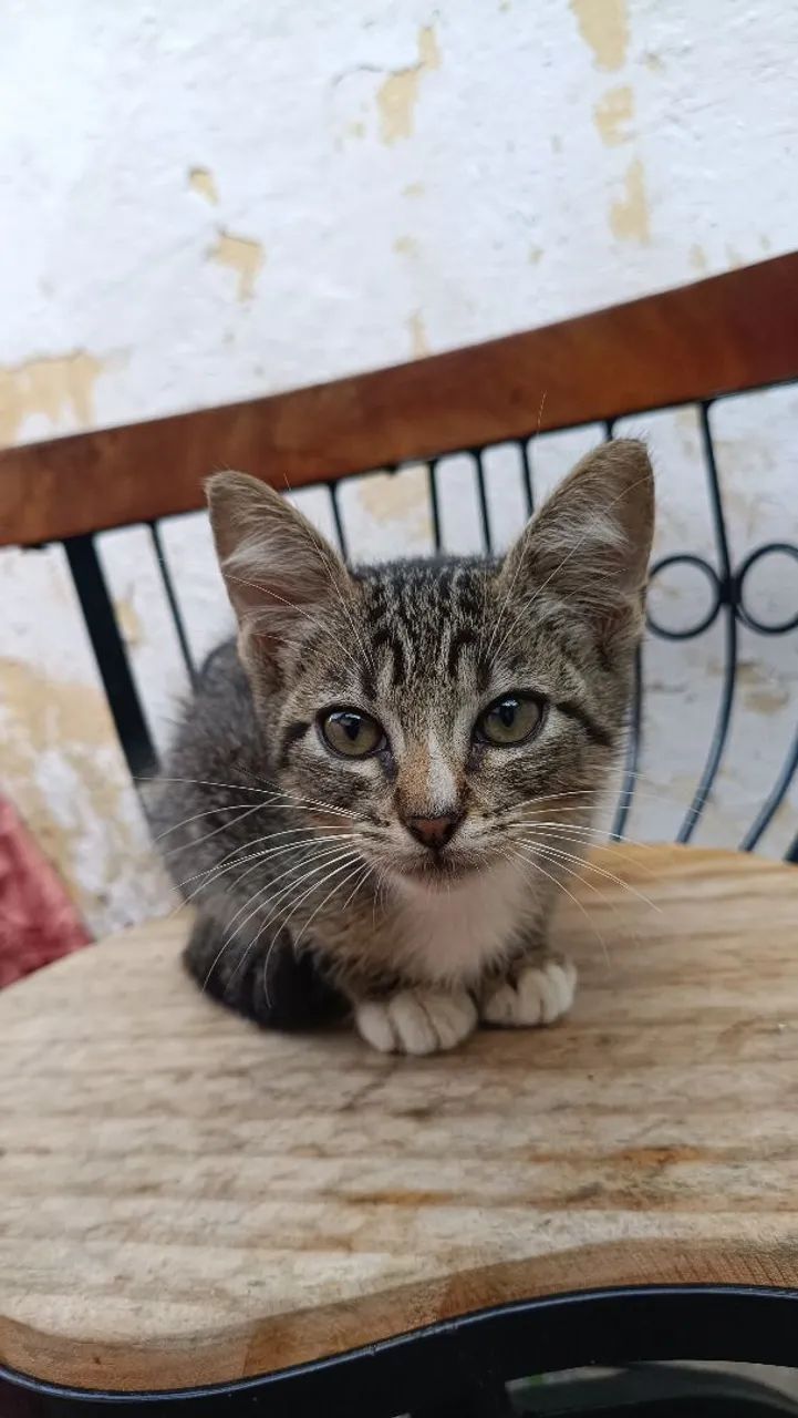 Gatos para adoção - Foto 2