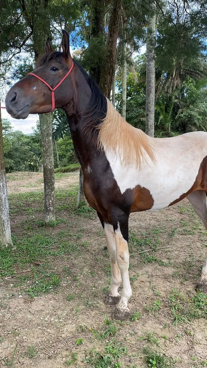 Cavalo Garanhão Campolina