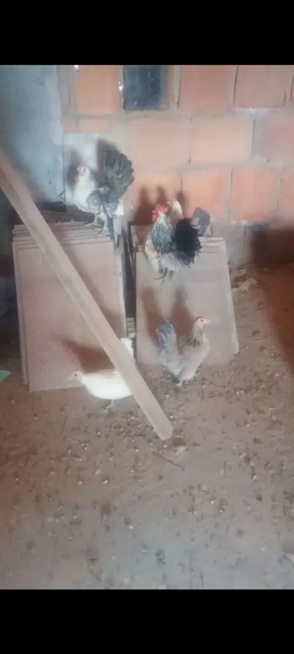  Ovos galados de Mini galinhas ( menor galinhas do mundo) raça Serama - Foto 2