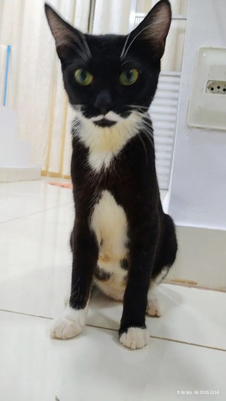 Doação de gatinha  - Foto 6