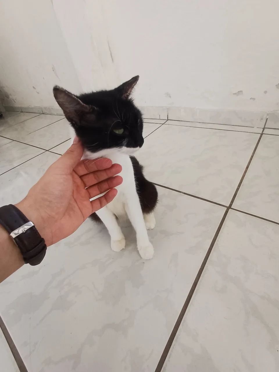 Doa-se uma gata  - Foto 2