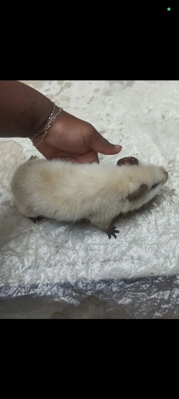 Porquinho da índia  - Foto 3