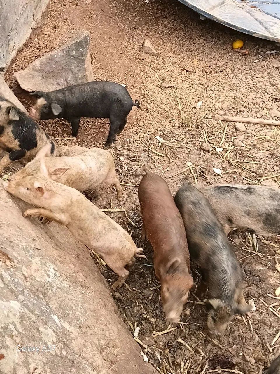 Porcos