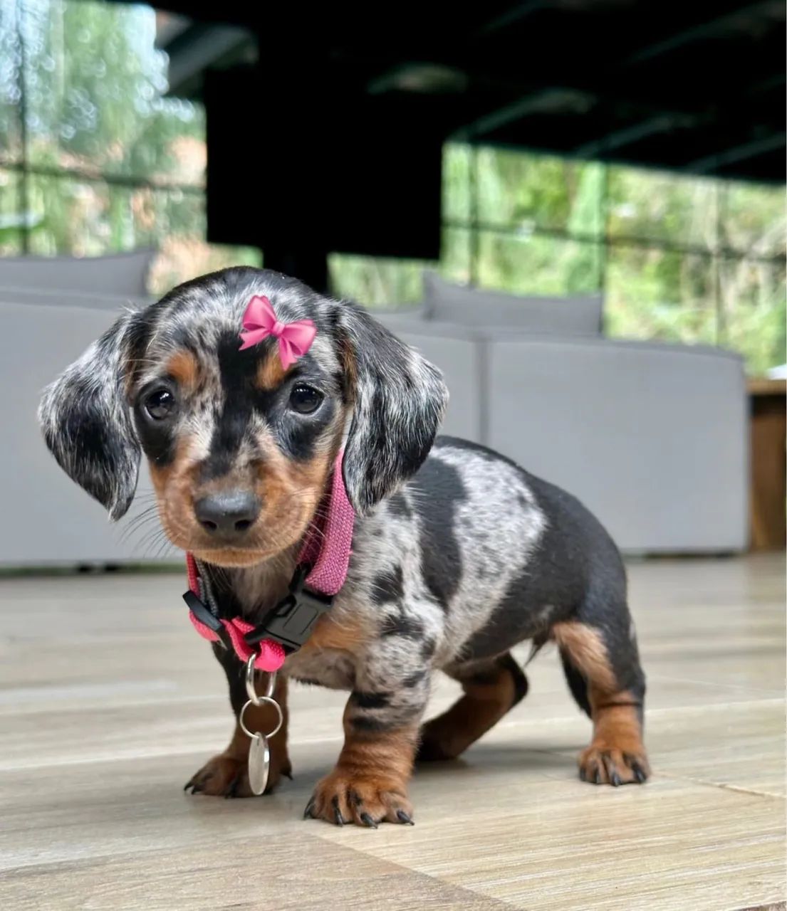 Fêmea de Daschund Mini Disponível  - Foto 2