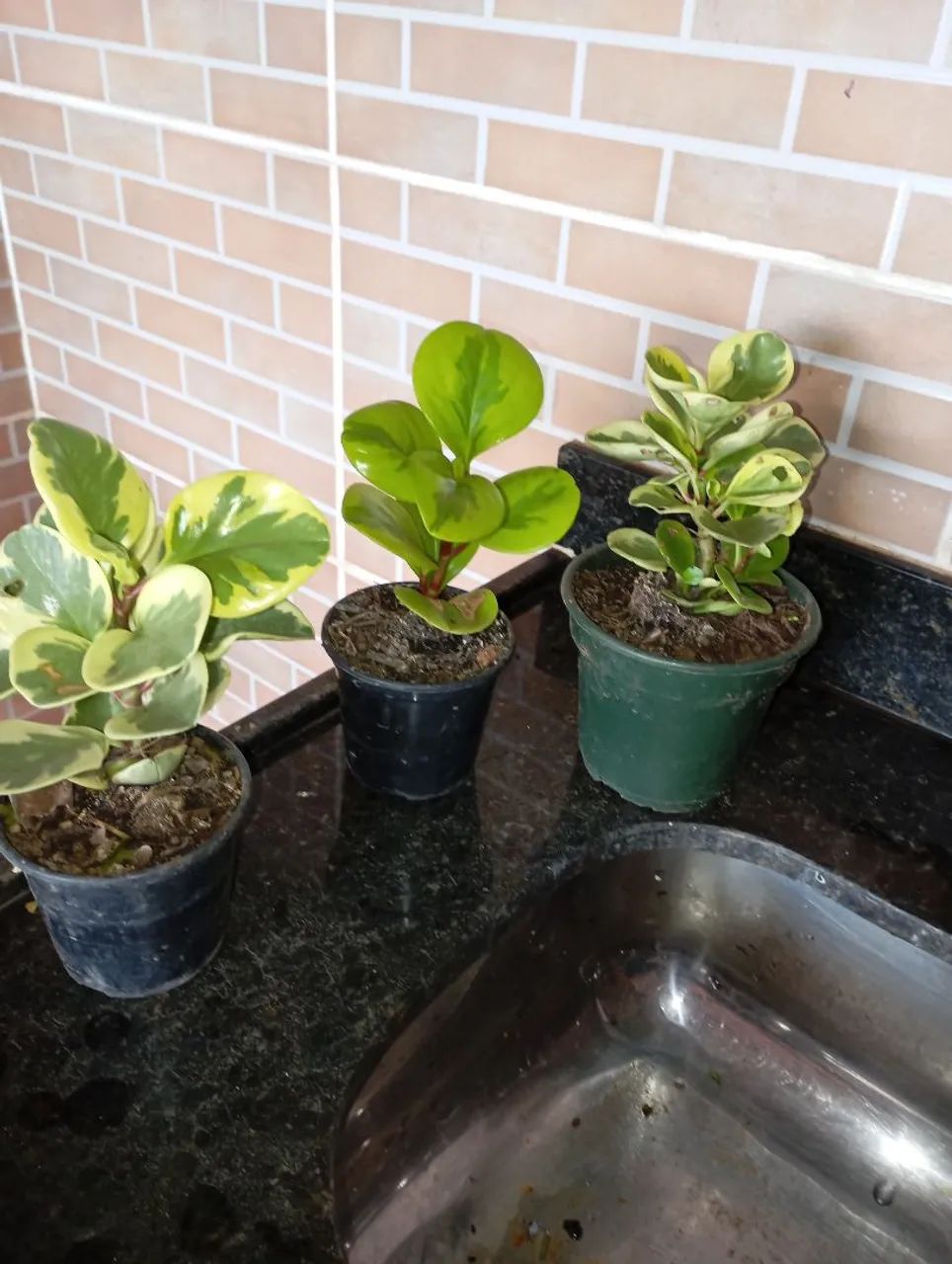 Plantas e sementes  - Foto 5