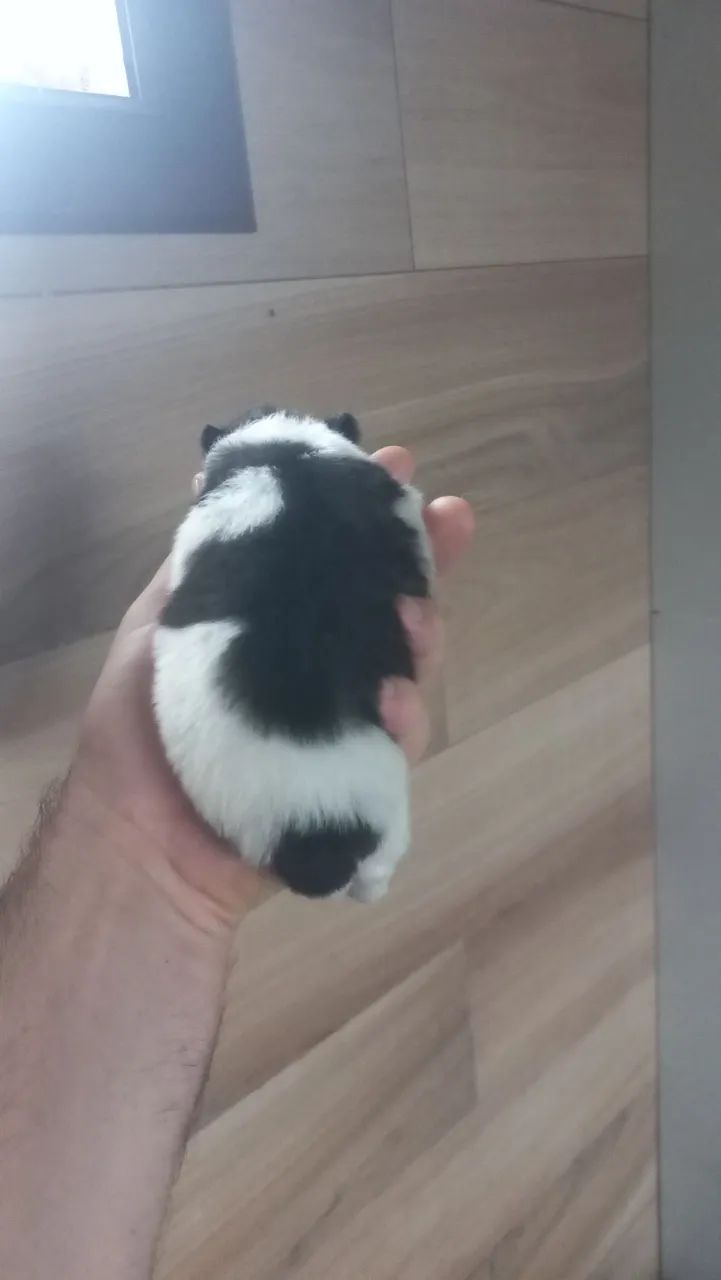 Lulu da pomerania 