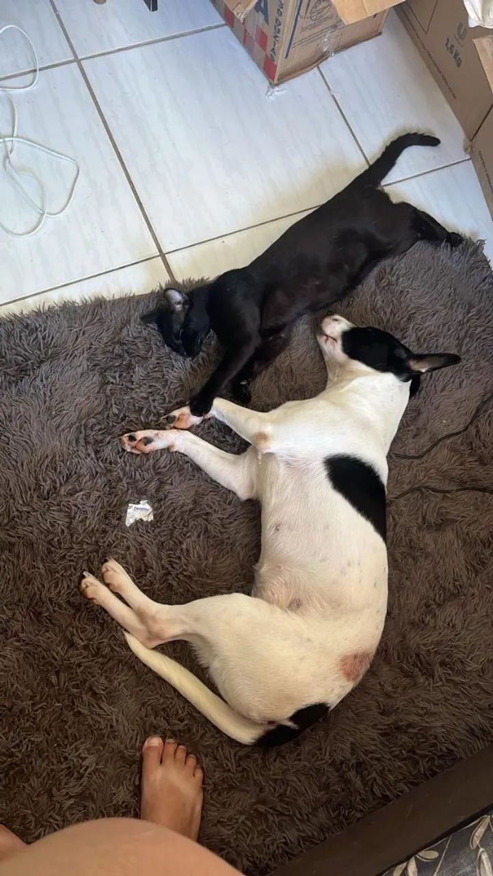 Pitbull com labrador  - Foto 2