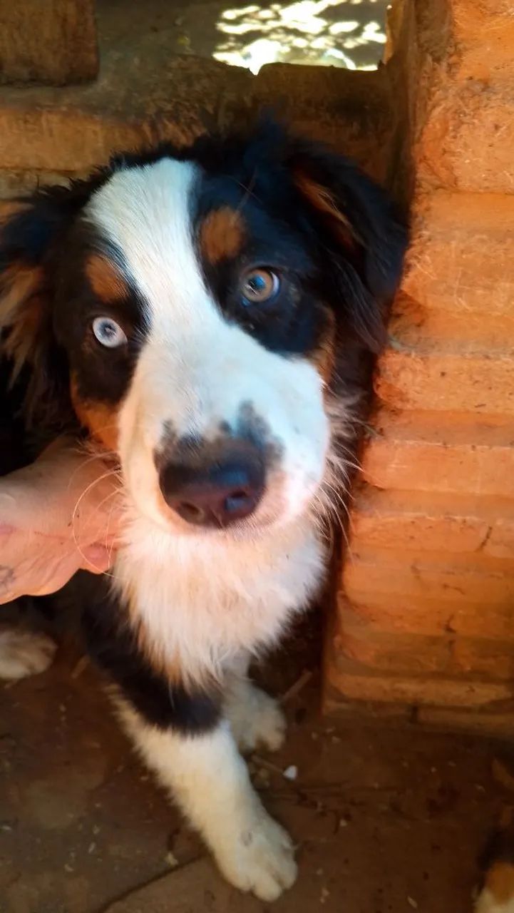 Pastor australian Shepherd  - Foto 5