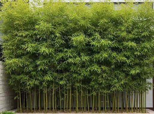 Bambu mudas cerca viva 