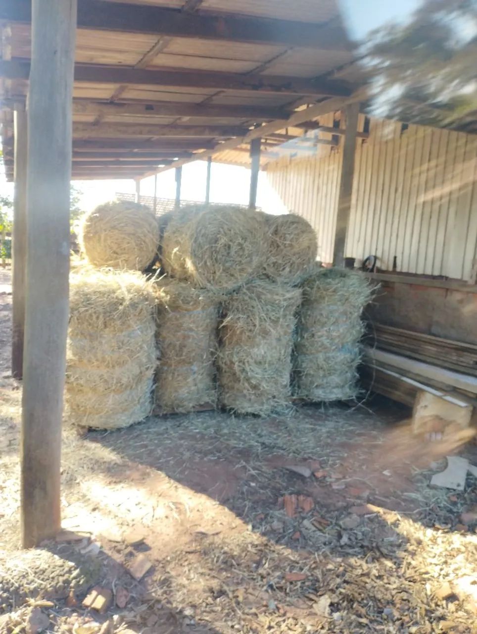 Venda de fenos grama estrela 