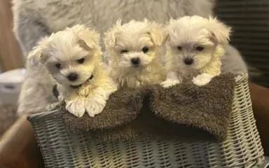 Maltes micros e padrões 