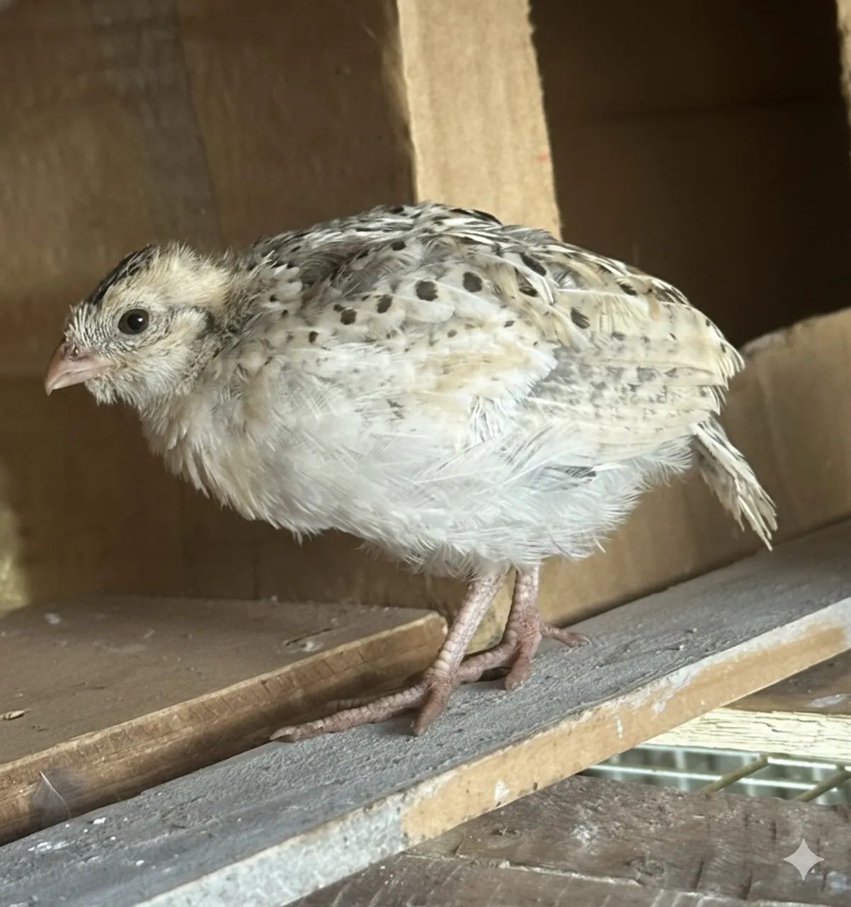 Codorna bob white baby