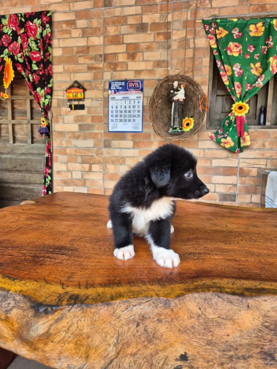 O BORDER COLLIE QUE FALTAVA NA SUA FAMÍLIA ESTÁ AQUI! - Foto 3