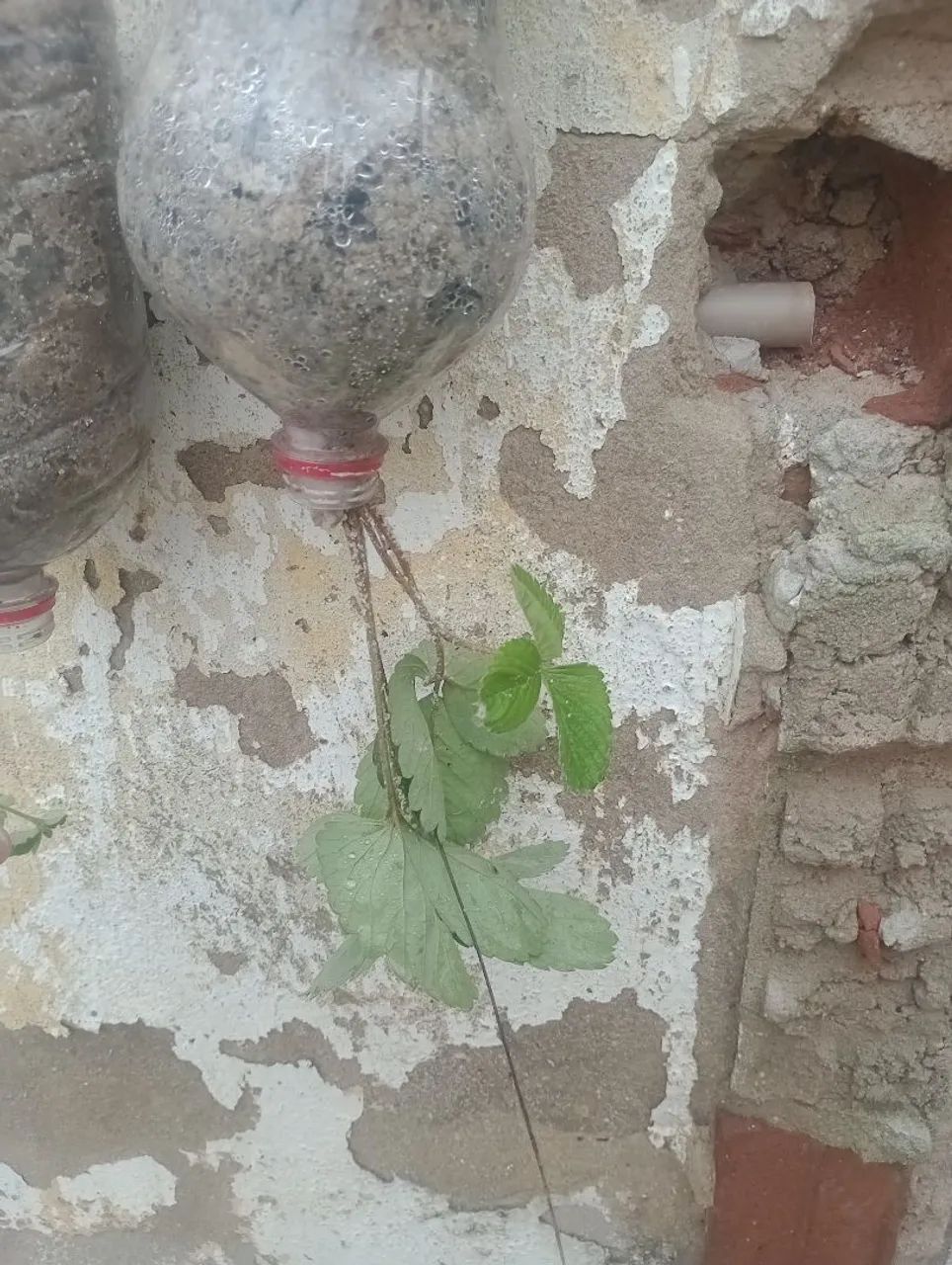 Vendo mudas de pé de morango e pimenta de cheiro 