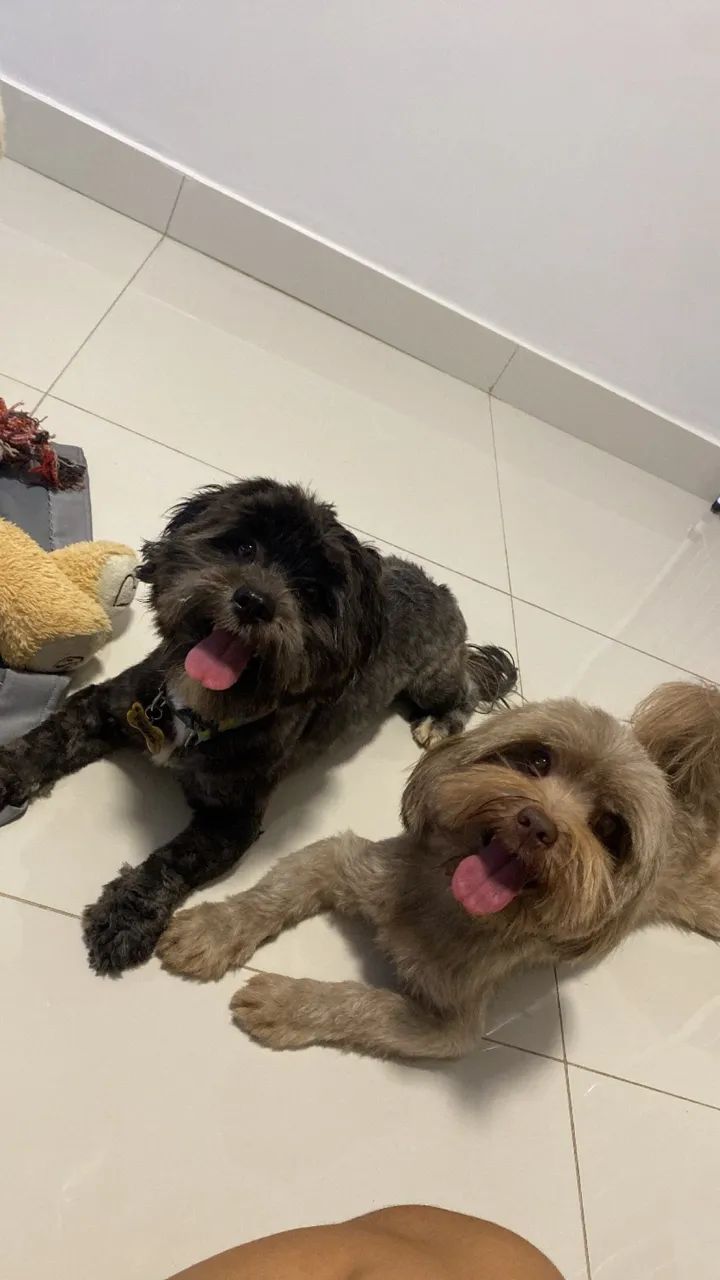 Lhasa apso fêmea  - Foto 3