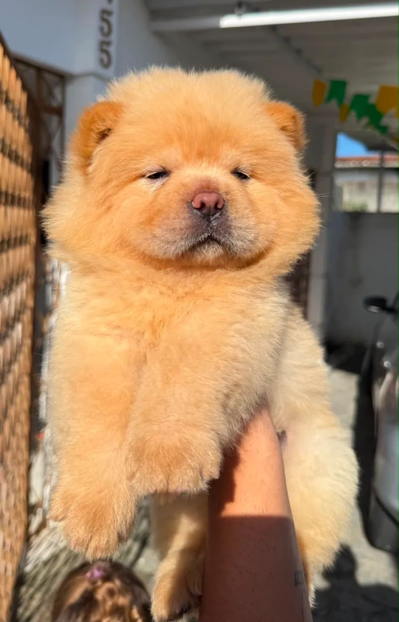 Chow Chow porte Americo  - Foto 2