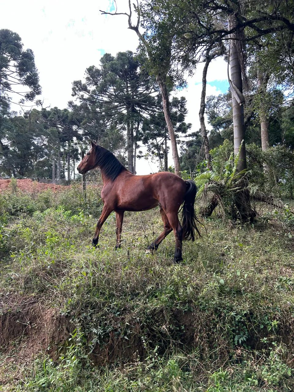 Cavalo - Foto 5