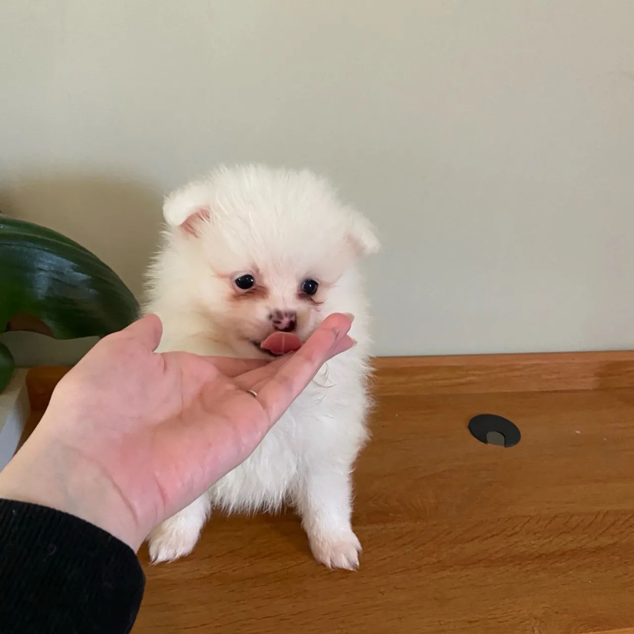 Spitz alemão  - Foto 4
