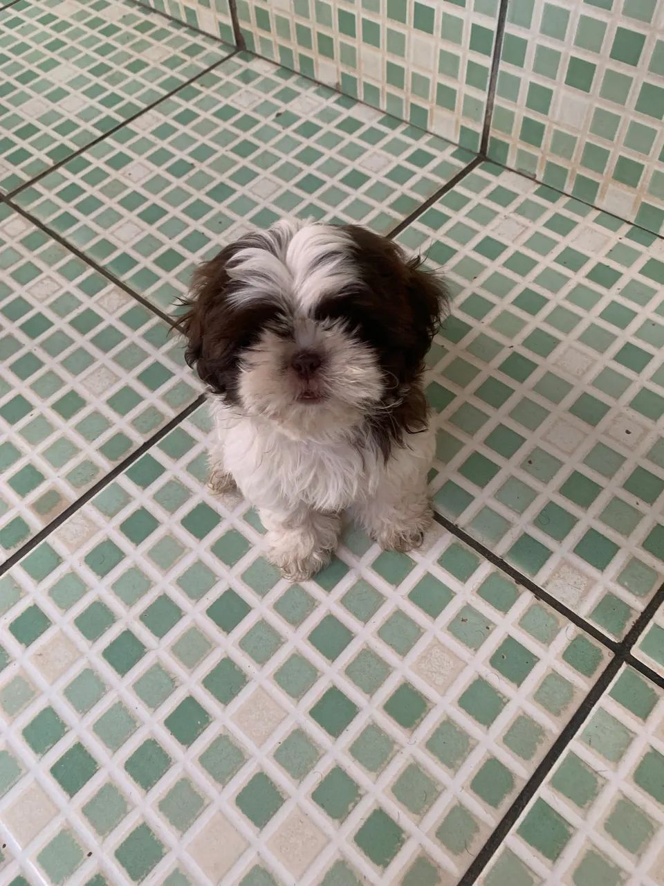 Cachorro Shitzu machinho 