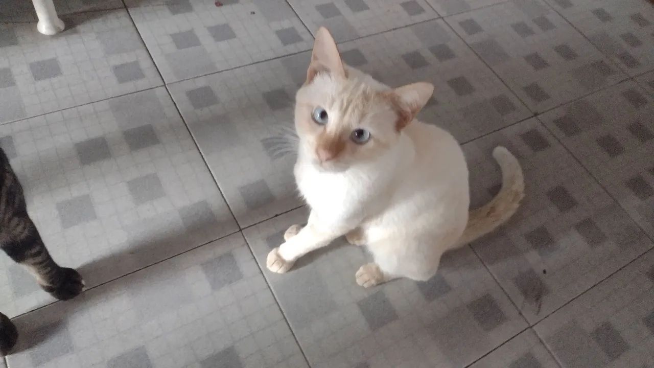 DOAÇÃO GATO - Foto 2