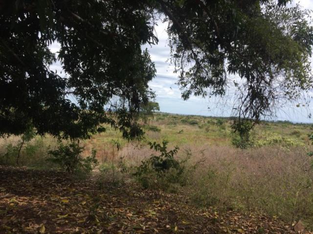 FAZENDA A VENDA EM MATO GROSSO (Dupla Aptidão) - Foto 11
