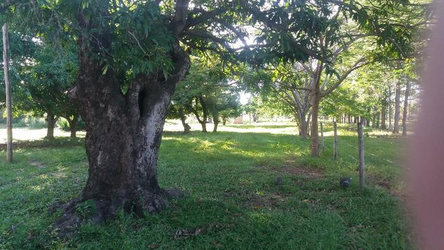 215A/Fazenda de 485 ha com outorga para irrigação às margens do Rio São Francisco - Foto 7