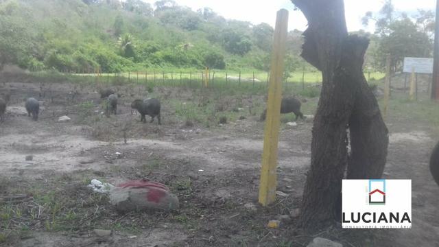 Área em Chã Grande com bastate água (Cód.: 9f2e3e) - Foto 10