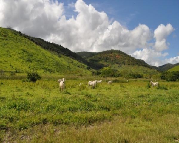FAZENDA A VENDA EM MINAS GERAIS TEÓFILO OTONI PECUÁRIA CRIA RECRIA ENGORDA CONFINAMENTO (4 - Foto 14