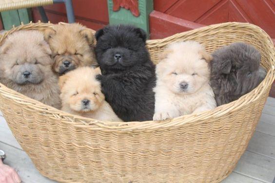 Chow Chow nJúlio Grava (11)9.6842.5101 ? ligue e consulte