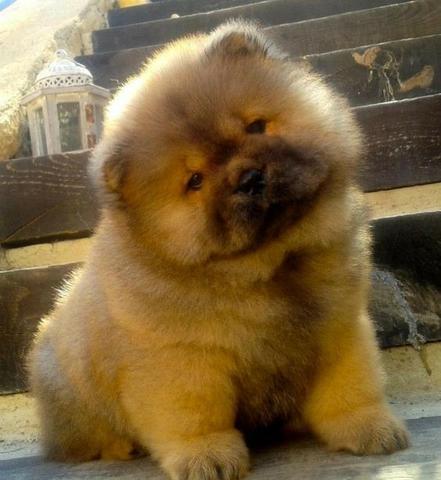 Chow Chow nJúlio Grava (11)9.6842.5101 ? ligue e consulte - Foto 2