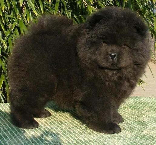 Chow Chow nJúlio Grava (11)9.6842.5101 ? ligue e consulte - Foto 3