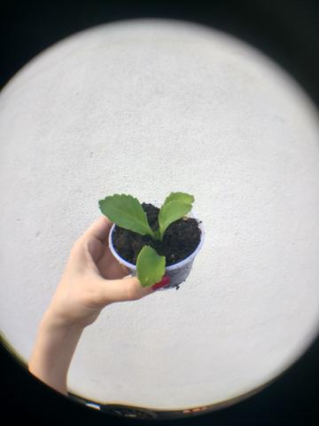 Planta Aranto Muda Producao Rural Jardim Terras Do Sul Sao