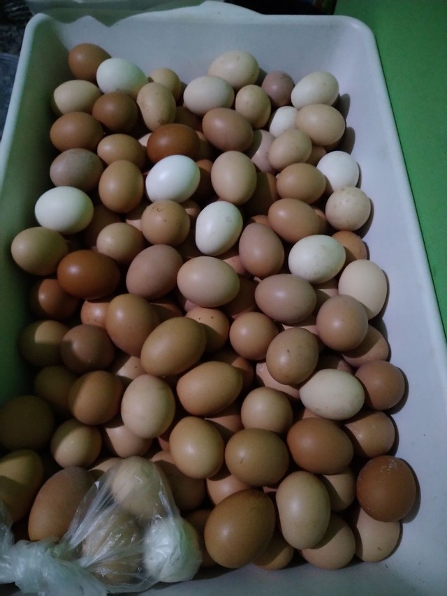Ovos orgânicos - Foto 2