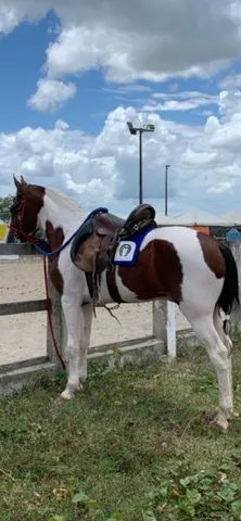 Cavalo pampa de castanho