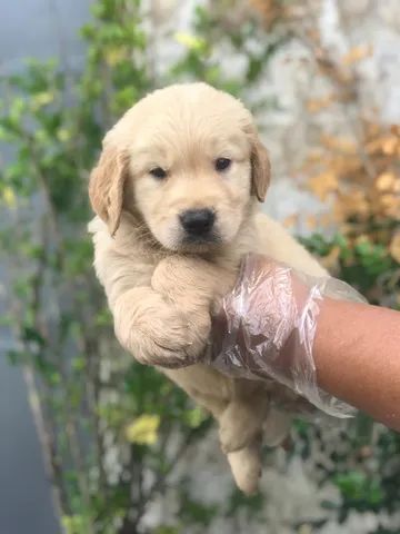 Tradução do amor! ♥️ #amor #goldenretriever #cachorro #fy