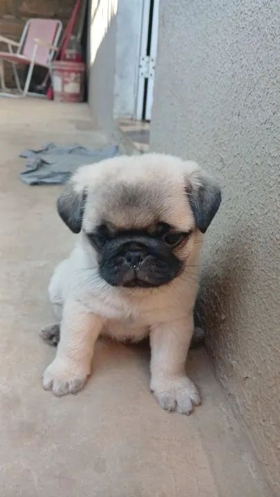 Filhote Pug Fofo - Foto 2