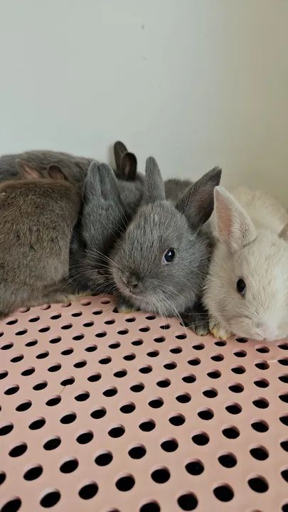 Mini coelho Anao  - só hoje - Promoção  - Foto 4