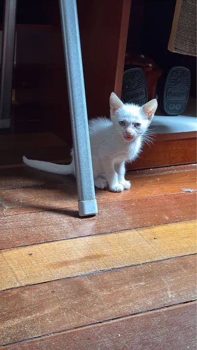 Gatinhos filhotes disponíveis para adoção - Foto 4