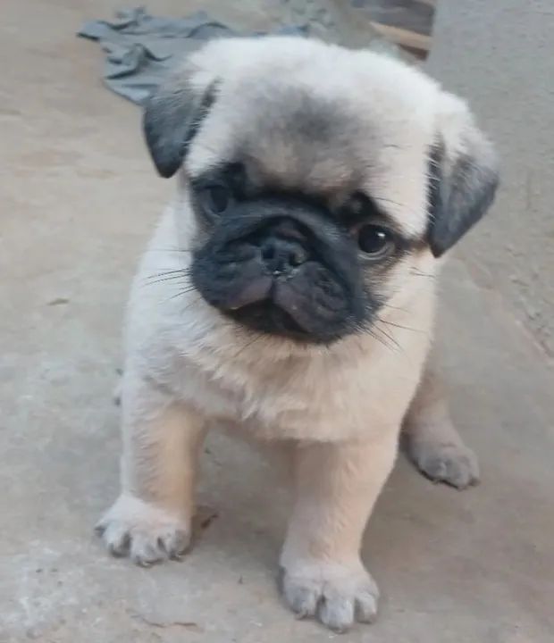 Filhote Pug Fofo