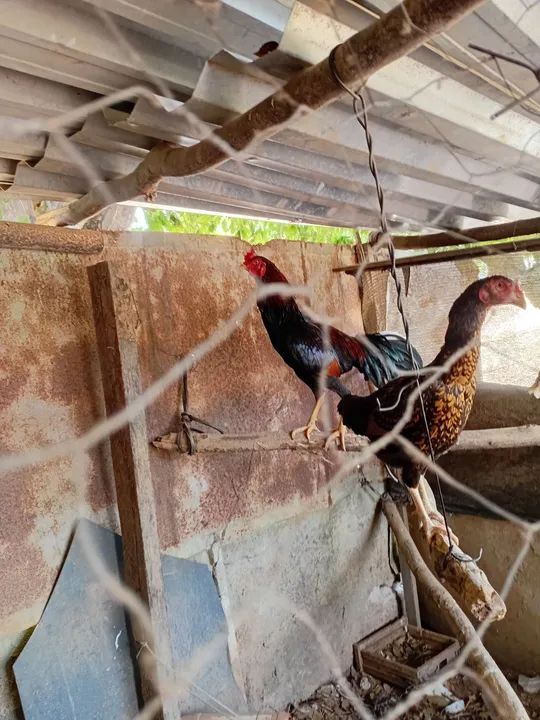 Galinha brahma - Foto 6