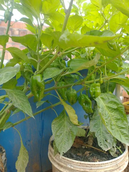 Mudas de Pimenta do norte 